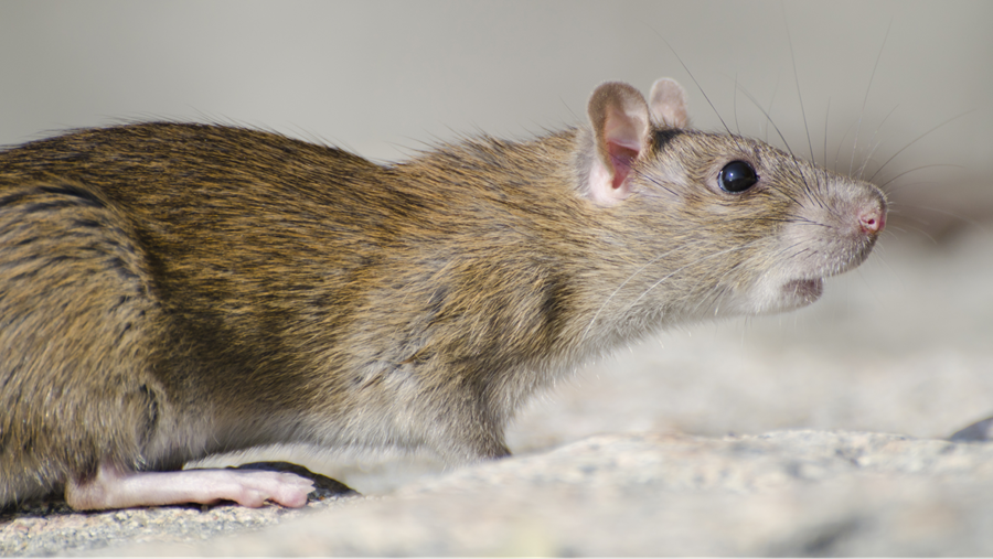 Le marché des rodenticides évolue sous la pression d'une nouvelle réglementation