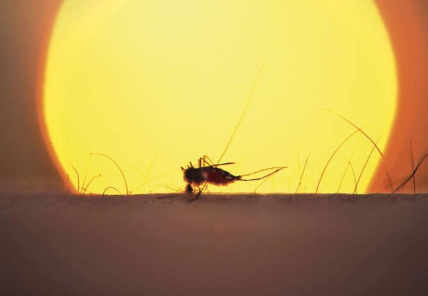 Latijns-Amerika kent zwaarste dengue-uitbraak ooit