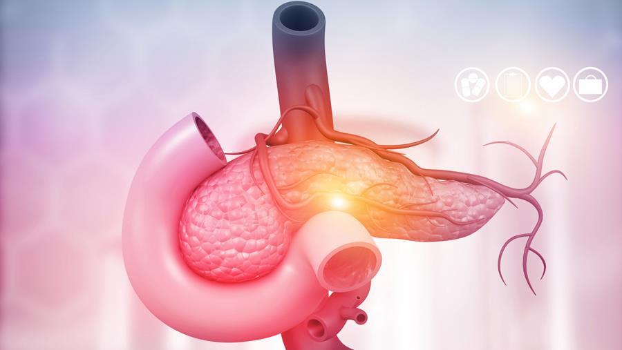 Une carence en fer bloque la croissance des jeunes cellules du pancréas